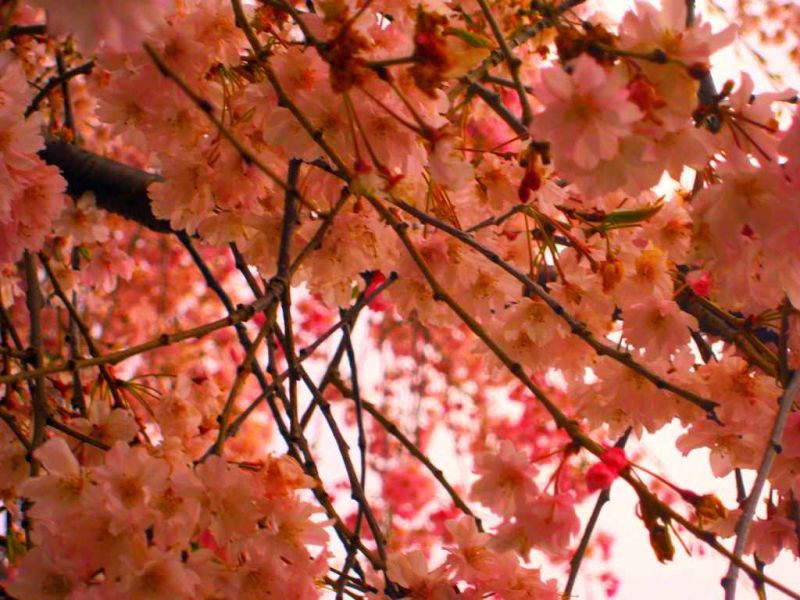 flowery skies.jpg